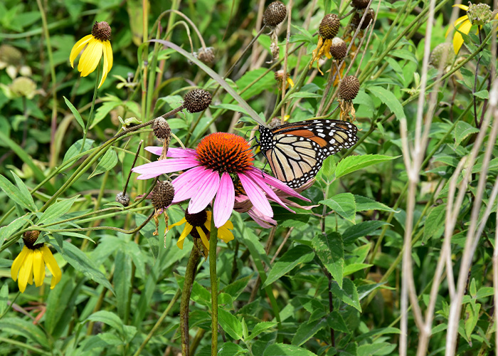 A butterfly on a flower