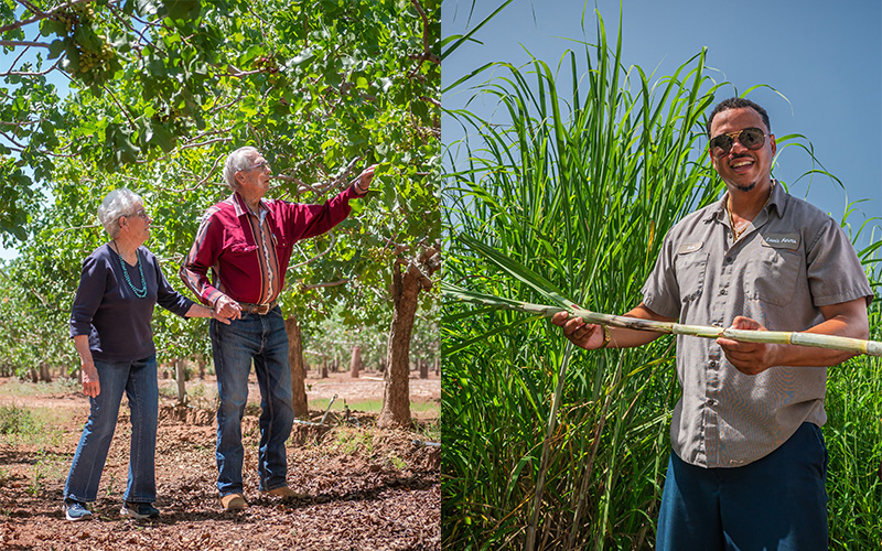 Three people walking in orchards