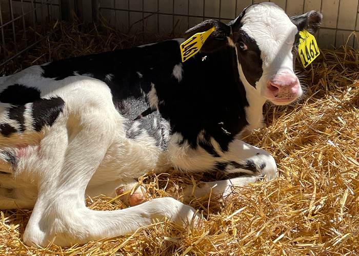 Tagged cow sitting in straw in a barn