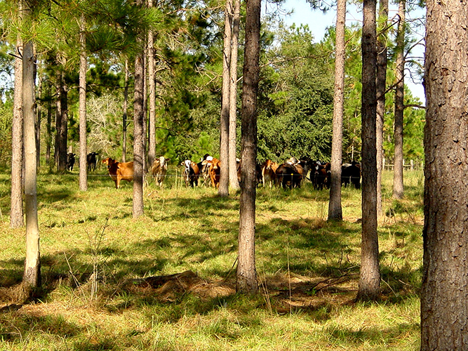 Cattle stand in shade under trees.