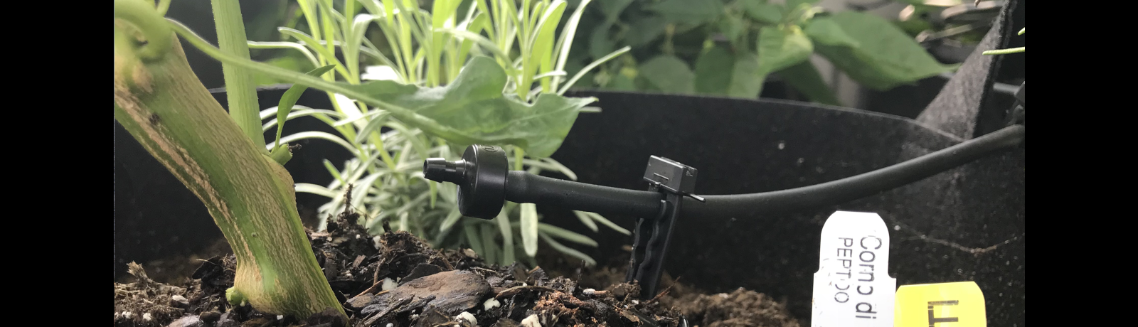 David developed a small-scale drip irrigation system to more efficiently water plants in the truck bed. David developed a small-scale drip irrigation system to more efficiently water plants in the truck bed.