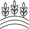 Crops growing icon.