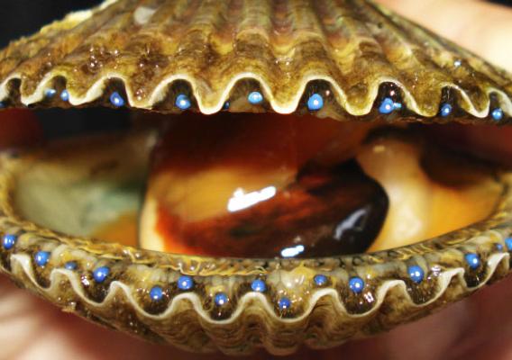 Closeup photo of a clam