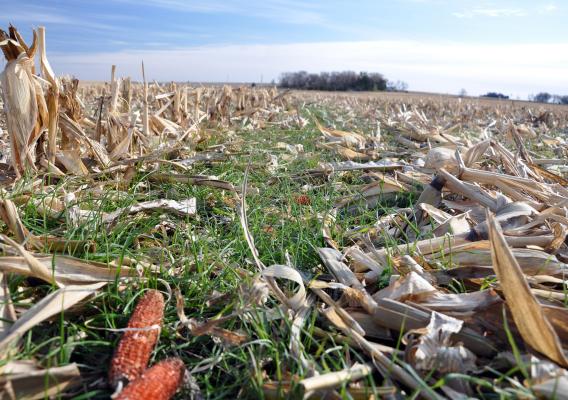 Field of cover crops