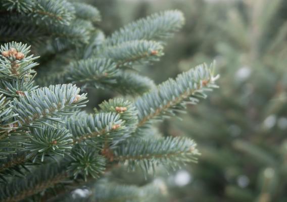 Close up of a pine tree