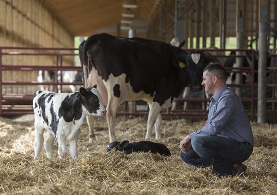 Frank Burkett with diary cows