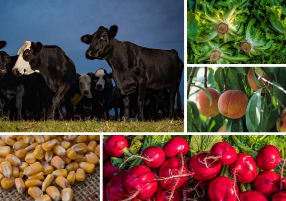 Collage of farm photos including produce and livestock