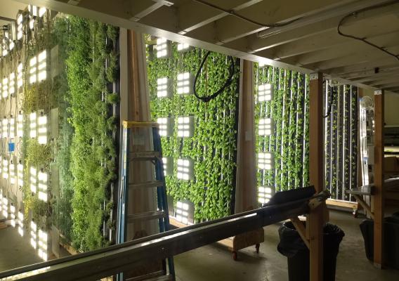 Hydroponic herb garden