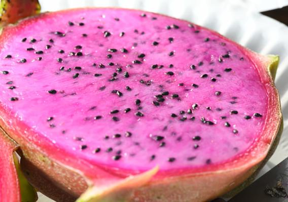 American Beauty Dragon Fruit