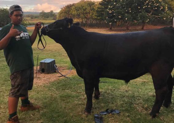 The FSA Youth Loan provided Hokuao Arce with the capital he needed to purchase market animals, feed and supplies to show the animals at the County and State Expos.