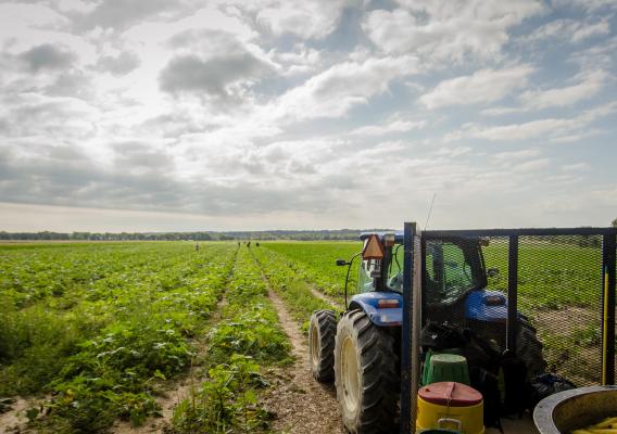 Tractor in a field