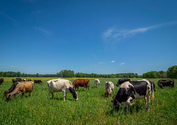 Cows grazing in a field.