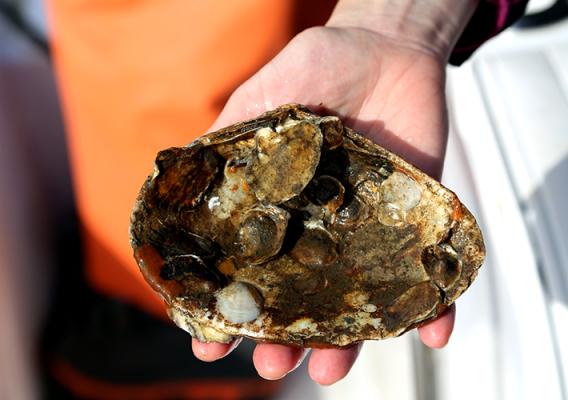 Oyster shell in hand.