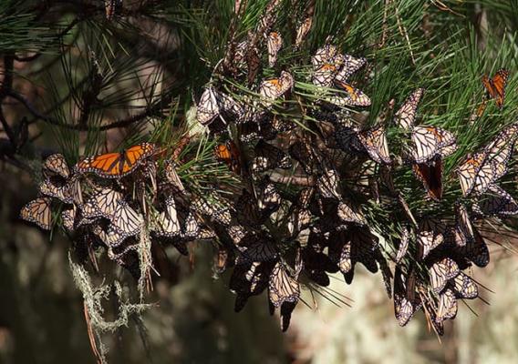 Cluster of butterflies