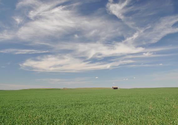 A field with a barn in the distance.