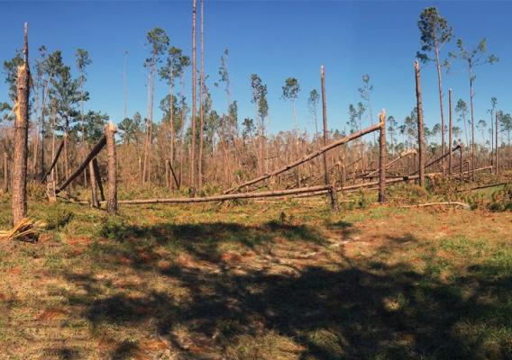 replanting with longleaf pine, USDA’s Natural Resources Conservation Service and Farm Service Agency have programs that can help finance your reforestation. 