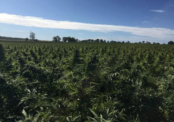 Image of green fields of plants.