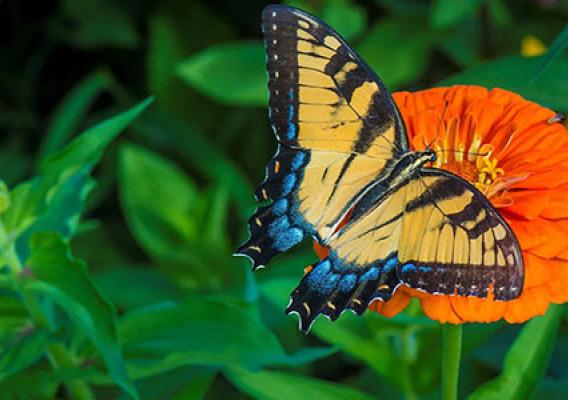 Flowering plants have co-evolved with pollinators to attract specific species: butterflies are lured toward sweet-smelling red, orange, and purple flowers, while flies and beetles are drawn to white or green flowers that smell slightly rotten. 