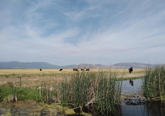 Scenic rangeland with mountains in the background