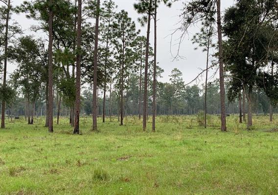 Pine forest on a cloudy day