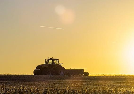 field and sunset