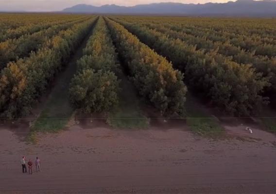 Pecan trees