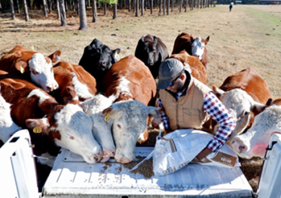 Farmer removes bags of cattle feed from pick-up truck while cows look on