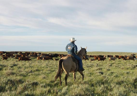 Photo of healthy rangeland