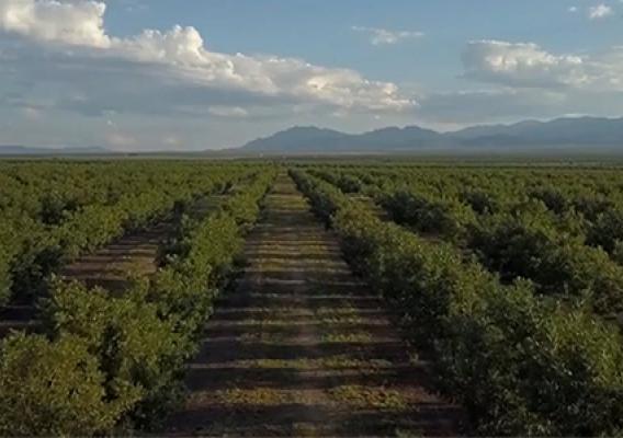Photo of  Farmers Investment Co./Green Valley Pecan Company in San Simon, Arizona.