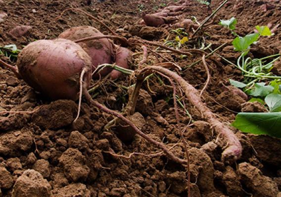 Potato growing in healthy soil