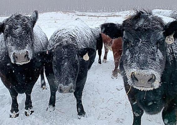 Cows in snow