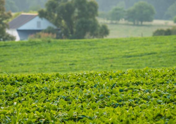 Soybean field