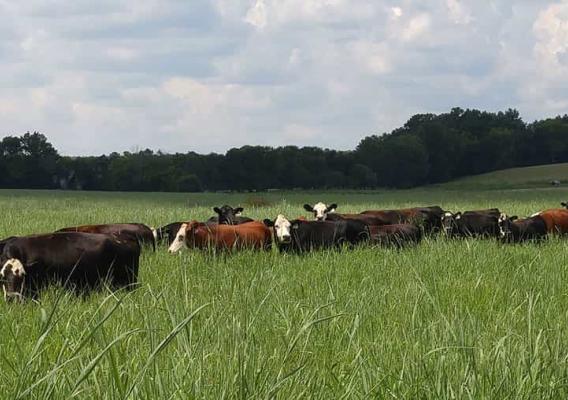 cows grazing