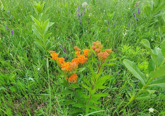 The multi-species pollinator mix serves monarchs, bees, and other pollinator species. Photo by Kevin Halvorson, NRCS.