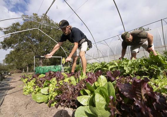 Workers caring for produce in a hoop house