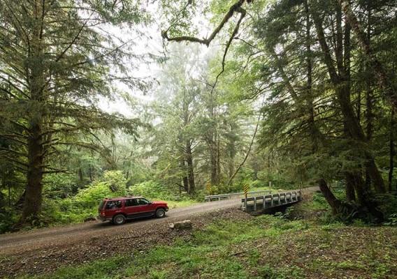 Car driving on a forest road through a healthy forest 