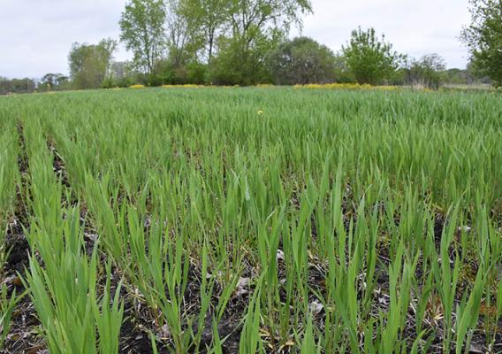 Wildlife food plots, like the thriving one shown here, are a common practice on easements.