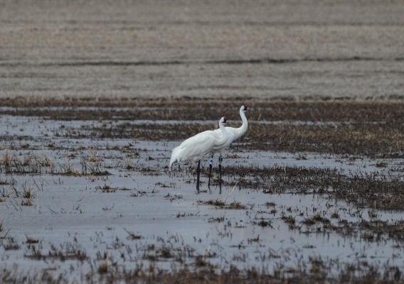 Whooping Crane wading in wetland