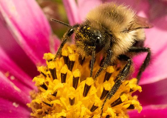 Image of a bee pollinating