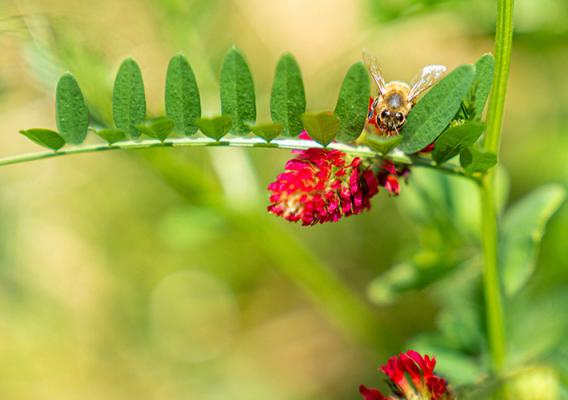 Bee pollinating