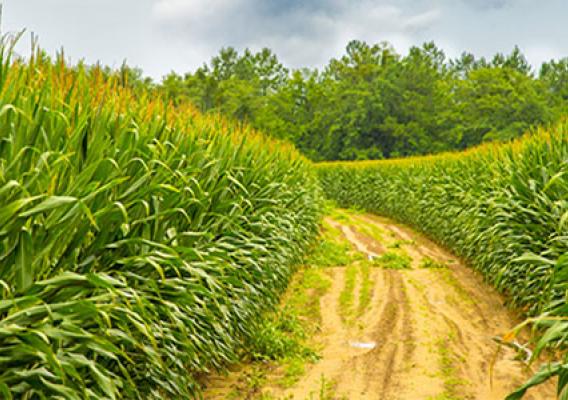 Corn field