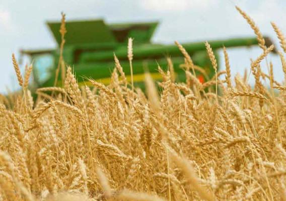 Wheat field with tractor in background