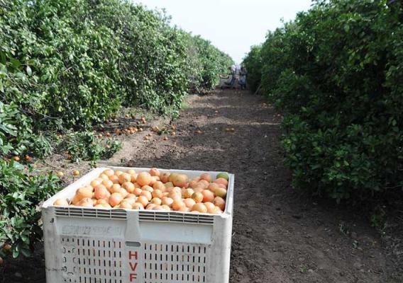 California Citrus Trees covers grapefruit trees and other citrus trees. USDA photo.