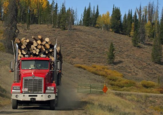 Red logging truck on road