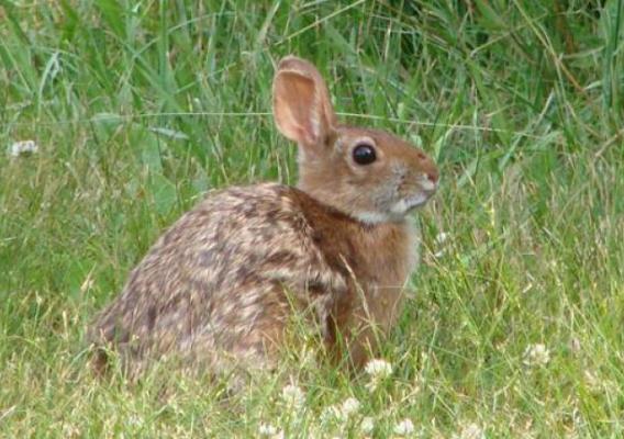 rabbit sitting in grass