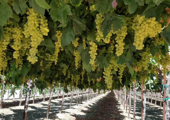Green grapes hanging from rows of vines in a vineyard
