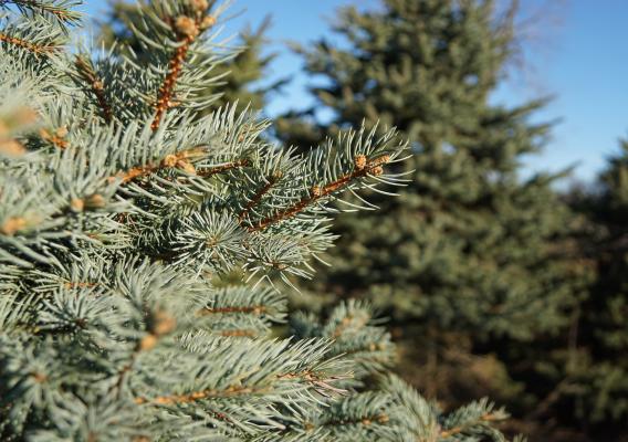 Christmas tree branches up close