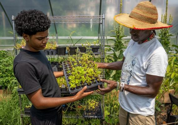 Two people inspecting growing plants in greenhouse