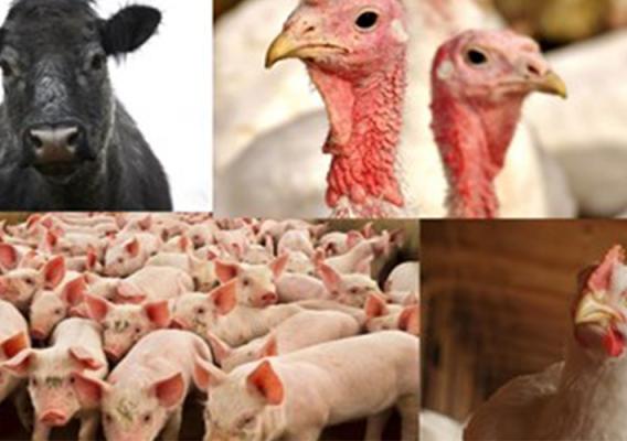 Photo collage of four images of cattle, turkeys, hogs, and roosters