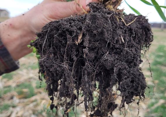 Hand holding grass with its roots